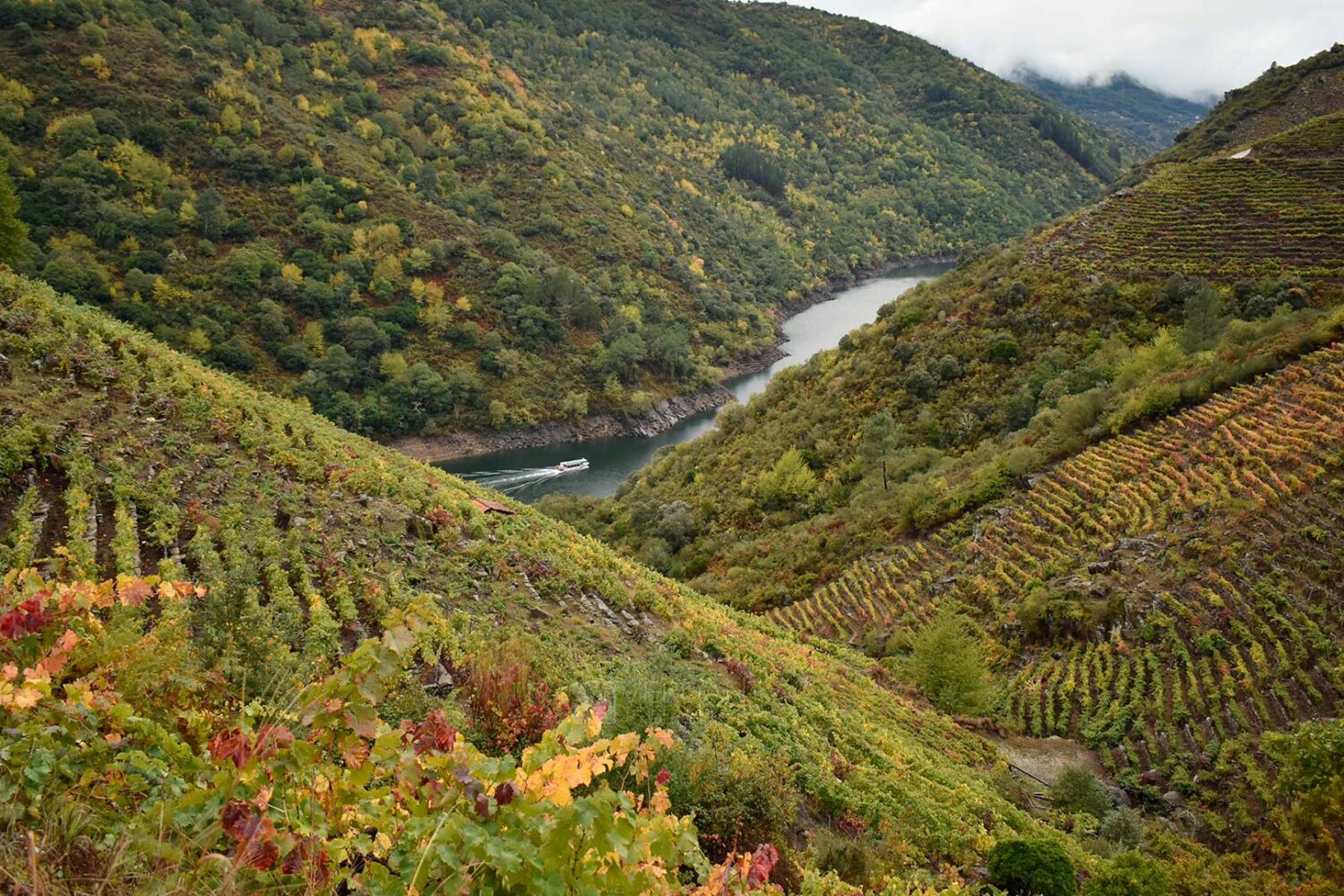 Ribeira Sacra Navegacion Otoño